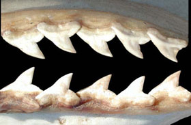 Sphyrna zygaena_02.jpg